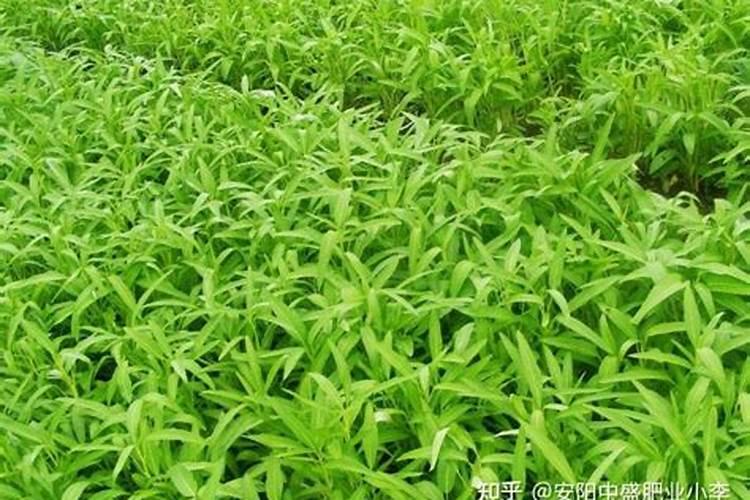 吊兰绿萝怎样施肥