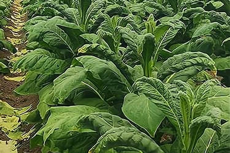 草甘膦打4天了草还活着吗