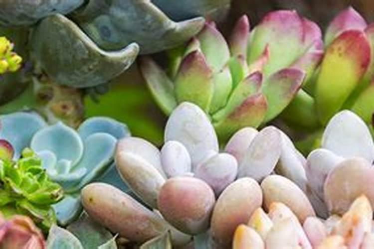 多肉叶片肥可以吧(多肉可以叶面施肥吗)