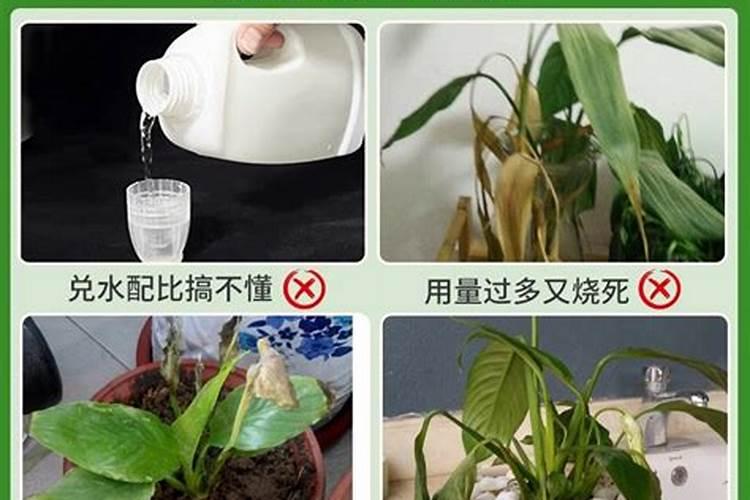 韭菜小苗怎么追肥