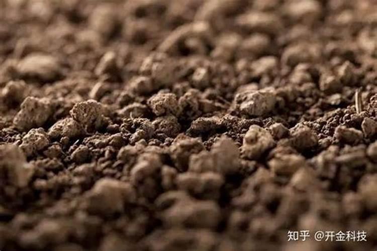 南方红豆杉喜欢什么肥