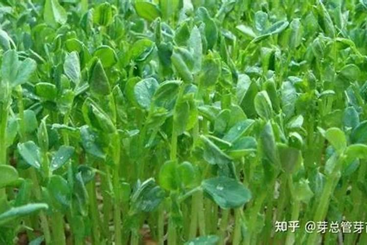 矿源黄腐酸钾是酸性还是碱性？矿源黄腐酸钾怎么使用肥效高