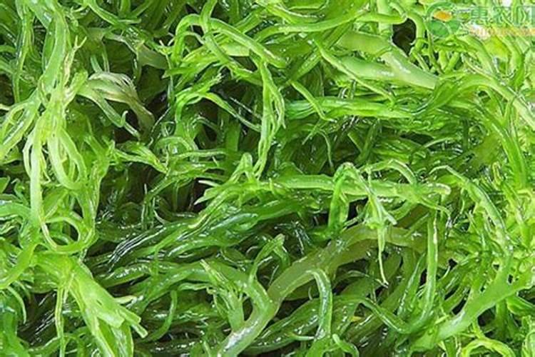 杏树开花打什么药防虫