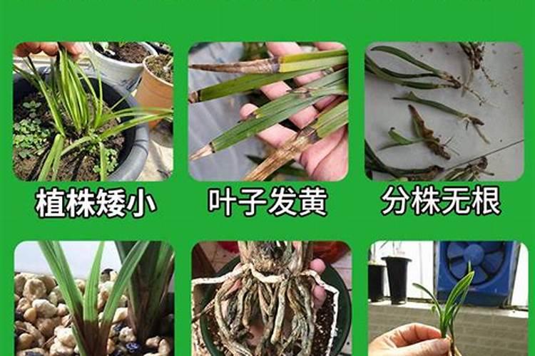 氮肥过多对水稻有什么危害 后期施的氮肥过多怎么处理