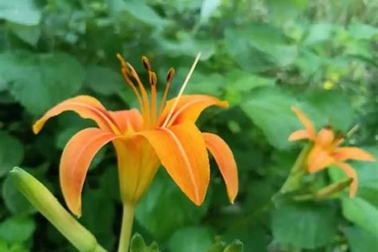 薄荷施什么肥最好