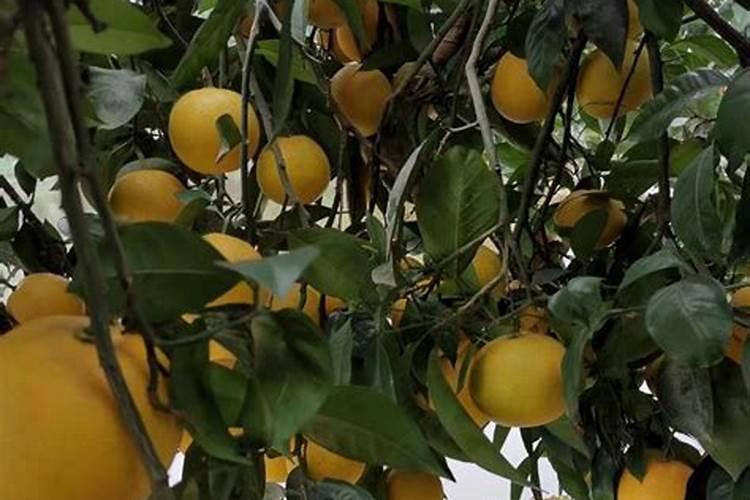 魔芋软腐病防治办法