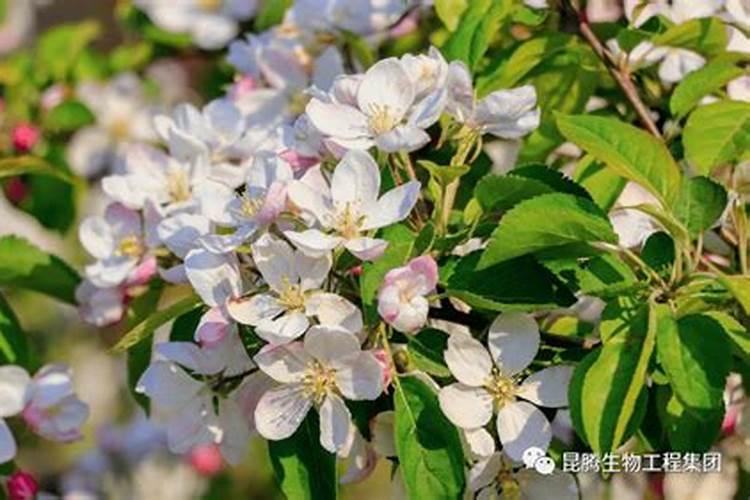 一亩地用多少化肥正常