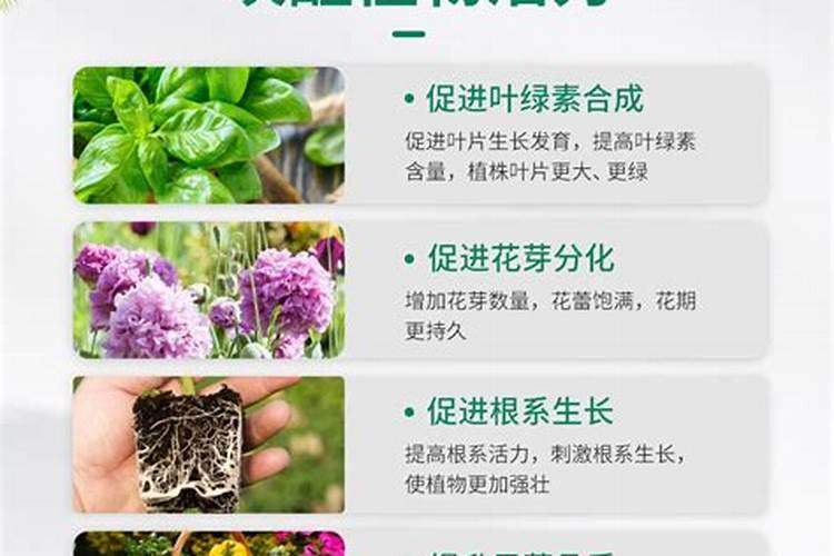 在养花时如何使用磷肥