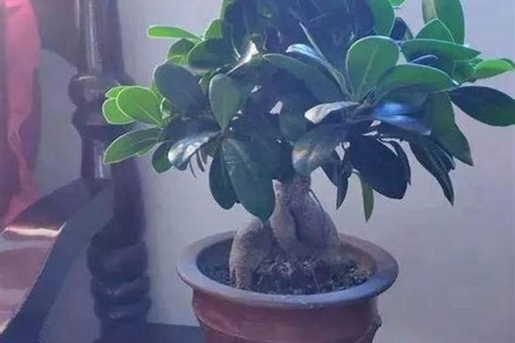 一盆花放几粒复合肥