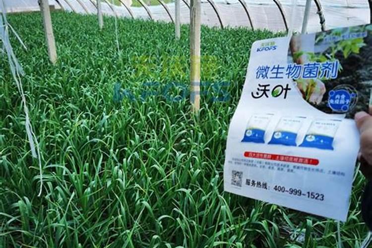 蒜苗用什么肥料生长快
