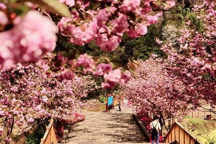 去富士山看樱花住什么酒店