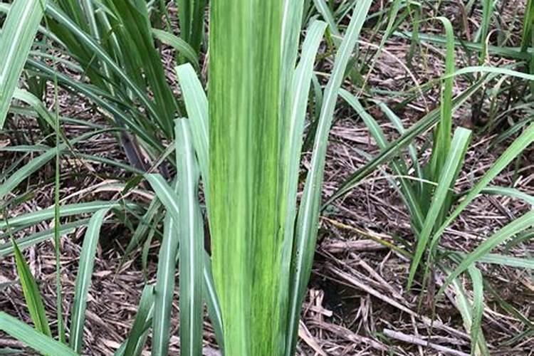 山东哪里产大姜最多