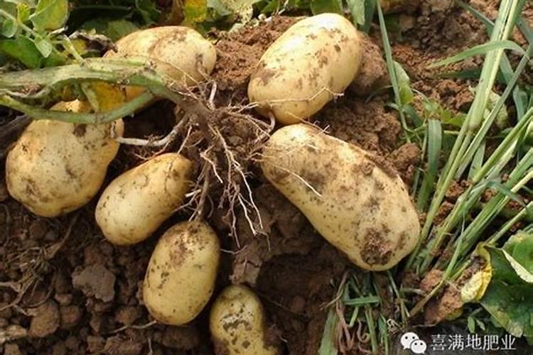 土豆需要施什么肥？才高产呢？如何科学施肥呢？