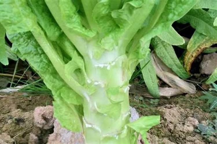 莴苣要不要打叶