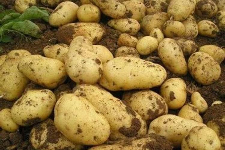 种土豆用什么肥料