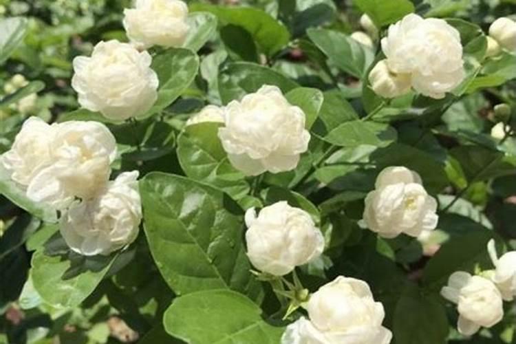 花椒树能用芸苔素吗？