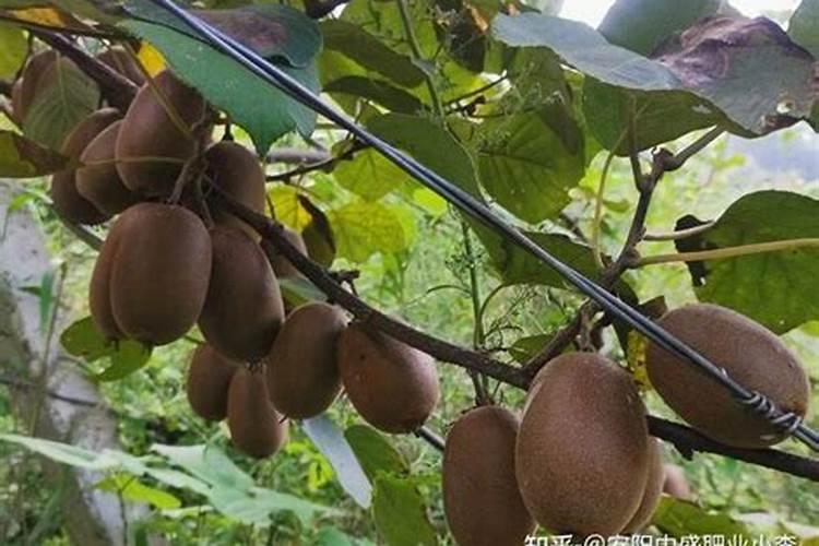 西瓜授粉几个小时后不怕雨