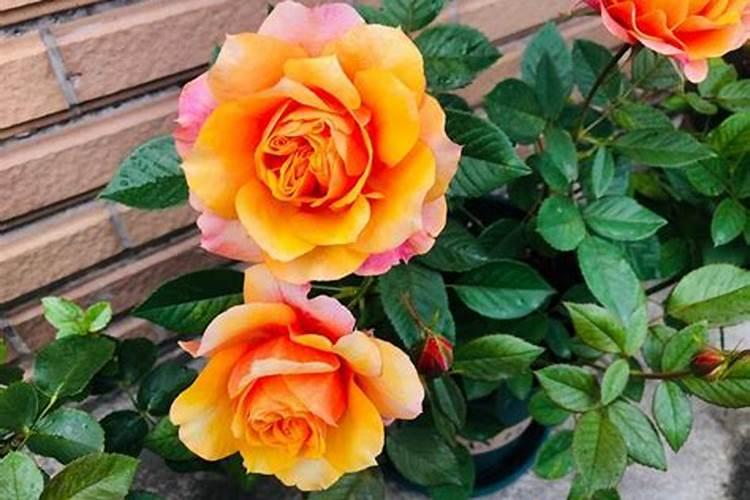 月季花施腐熟肥料多了会死吗