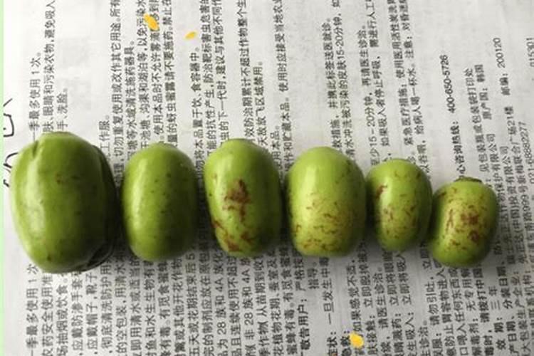 冬枣成熟期管理要点 冬枣生长要注意什么