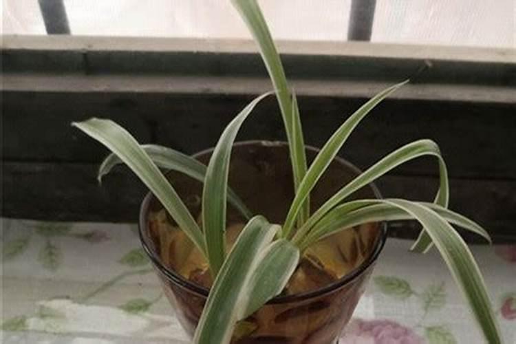 磷酸二氢钾可以浇吊兰吗