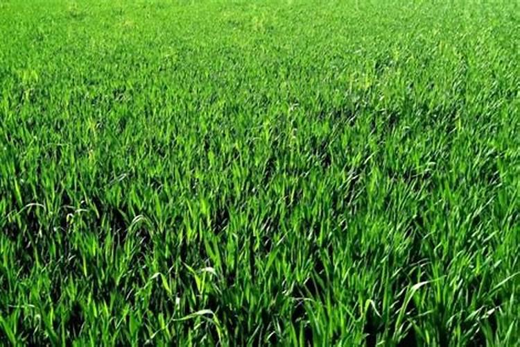 海藻富硒肥一吨多少钱