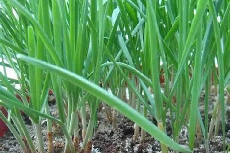种韭菜施什么肥好