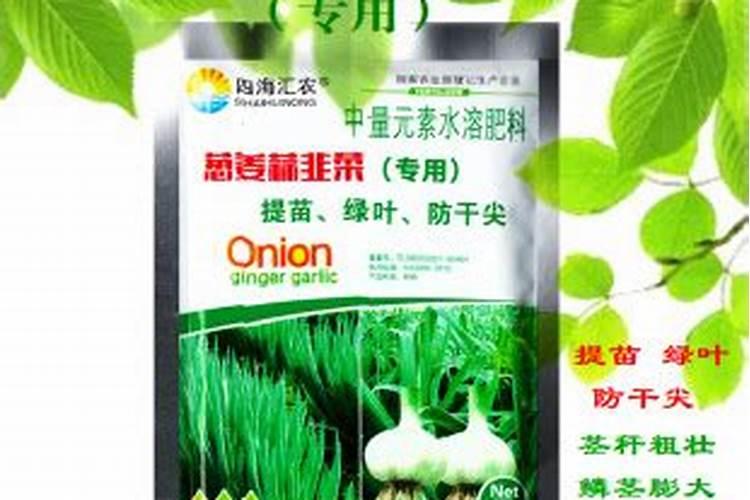 在种植韭菜时应该如何对韭菜养根？怎么做才能使韭菜变粗？