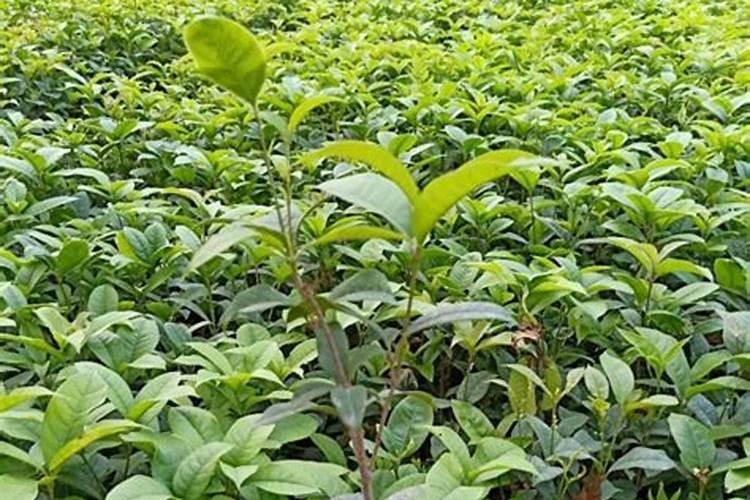 桂花能用三元复合肥吗