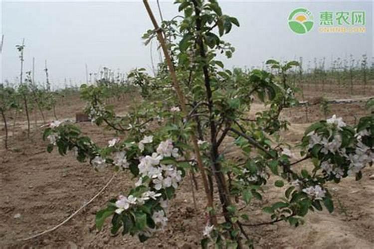 苹果树采摘后施什么肥好