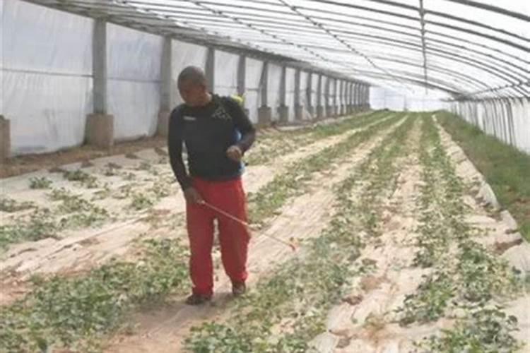 种的黄瓜不能用什么肥料 注意事项有哪些