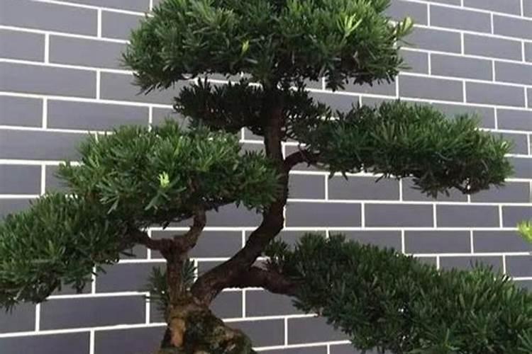 黄腐酸含量50%是什么意思