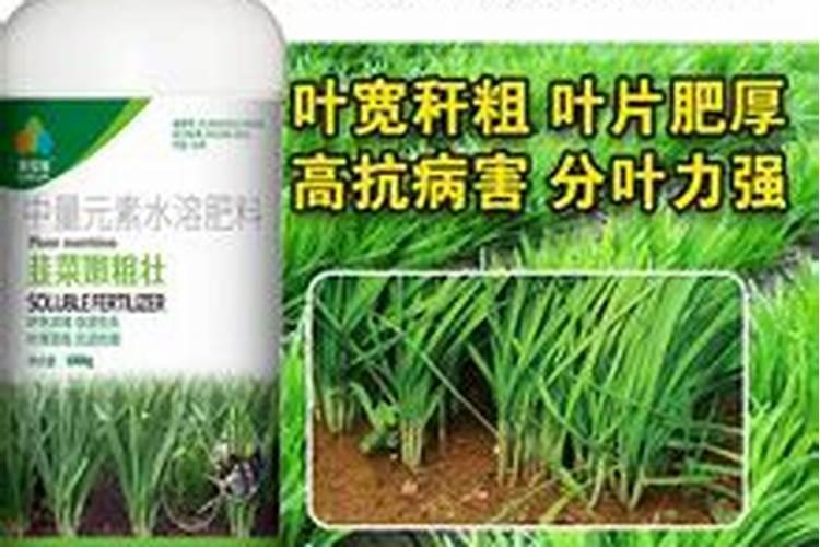 韭菜发黄打什么叶面肥