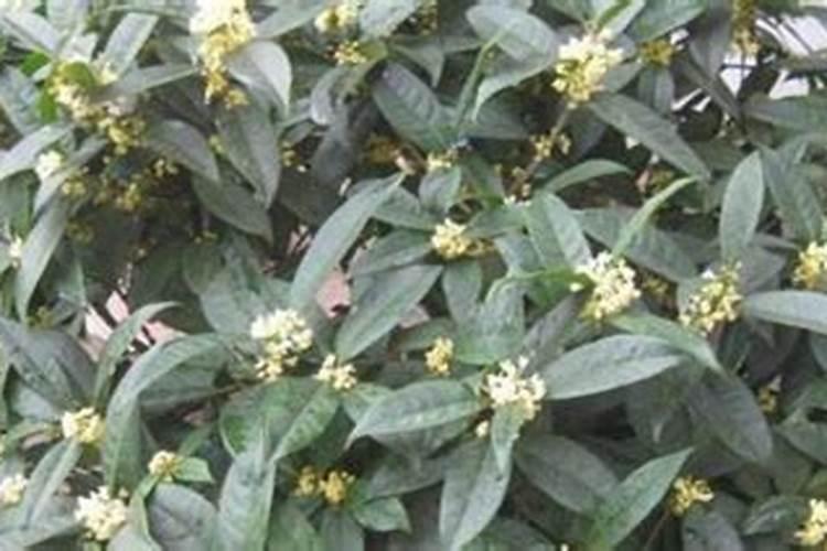桂花什么时候开花