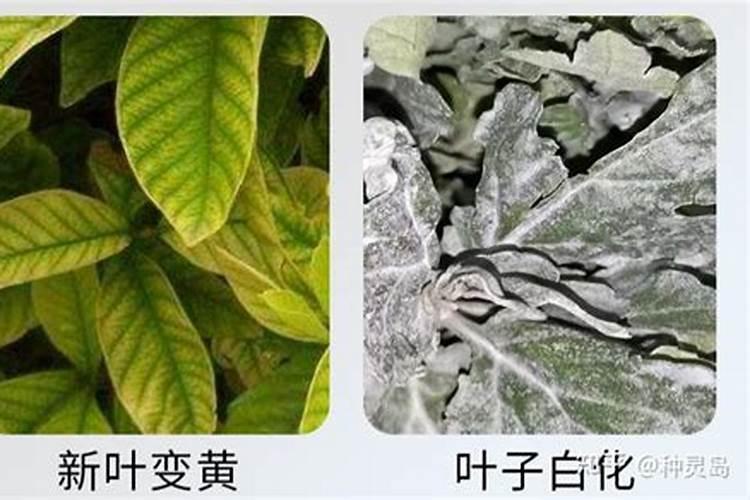 复合肥100斤价格表