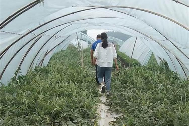 花卉市场上花卉专用肥是什么？