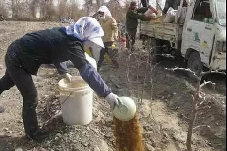 冬枣的栽培方法