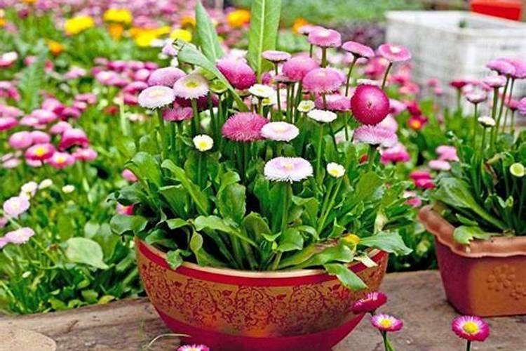 虎皮兰叶片卷曲是什么原因？