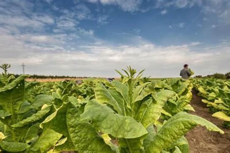 黄烟的主要技术: