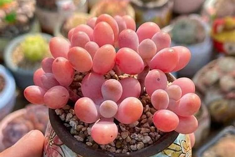 清香木施什么肥长叶子