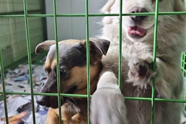 魔芋的功效与作用