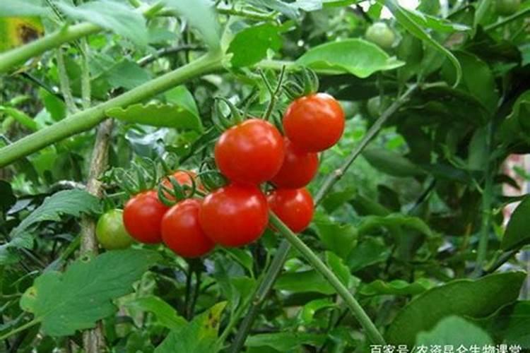 莲雾什么时候开花莲雾开花时间