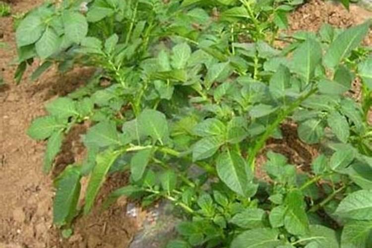 烟草宜施哪些有机肥料