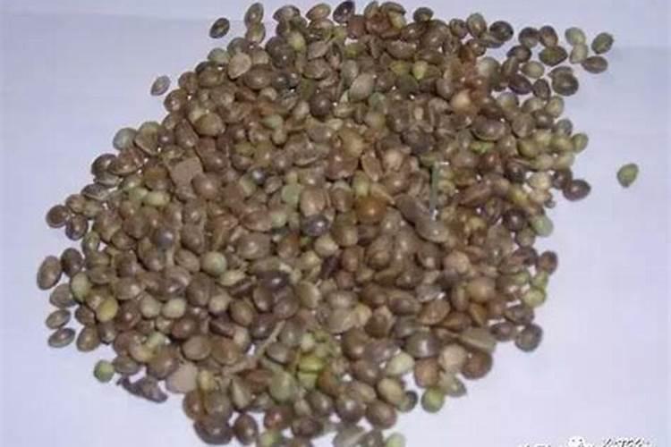 白麻子 植物(揭秘白麻子植物,药用价值与种植技巧全解析)