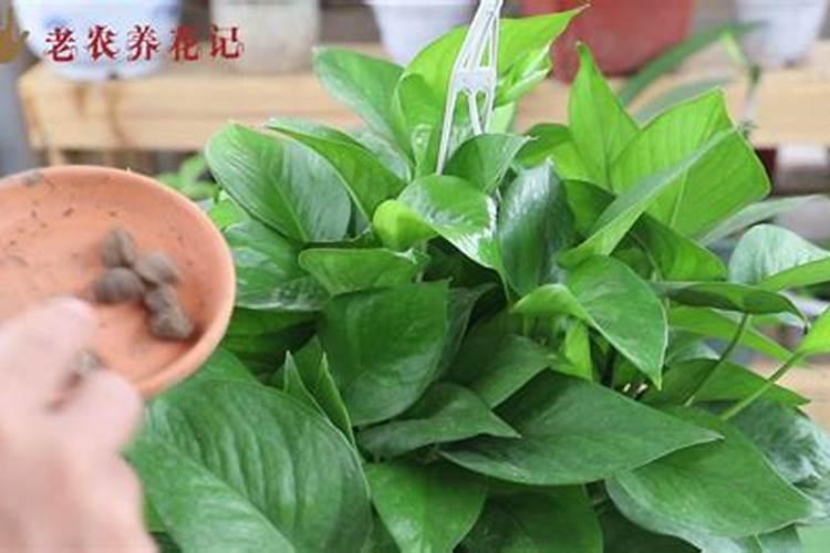 绿萝可以施复合肥吗,绿萝复合肥一盆施几粒(4粒/用水溶解)