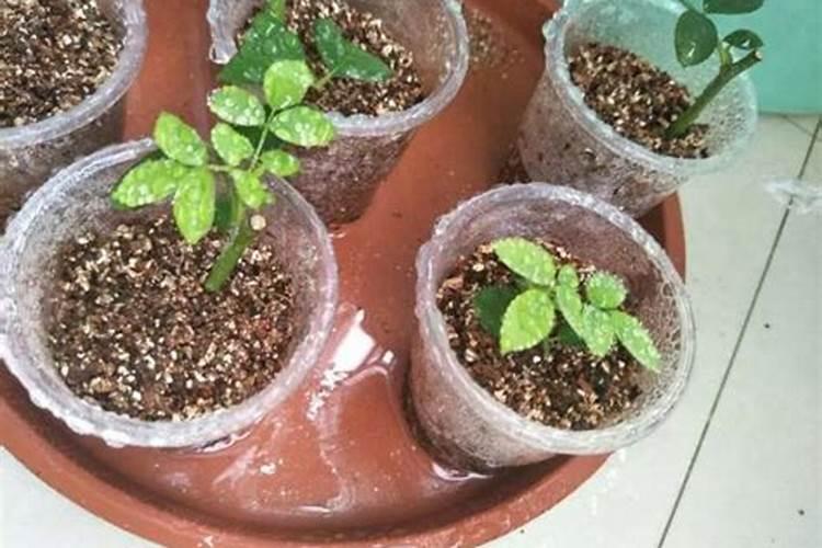 怎样快速解多效唑药害