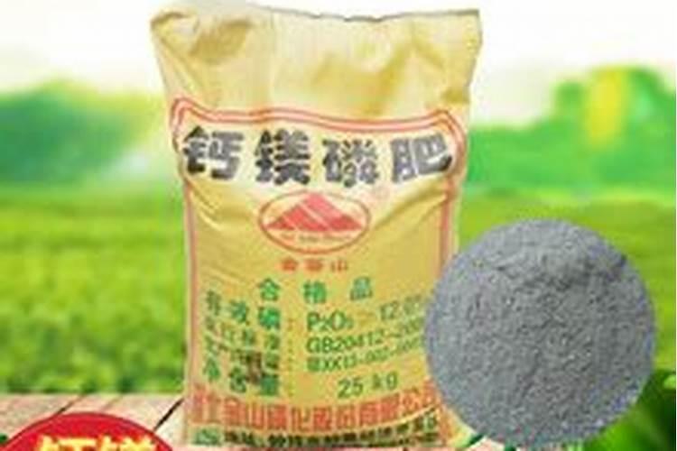 铁皮石斛种植后上羊粪可以吗