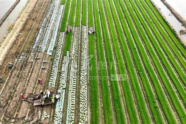 水稻插秧后几天施肥 水稻插秧后几天可以施肥