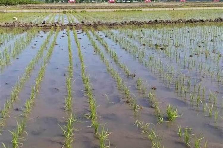 水稻什么时候施复水肥最好