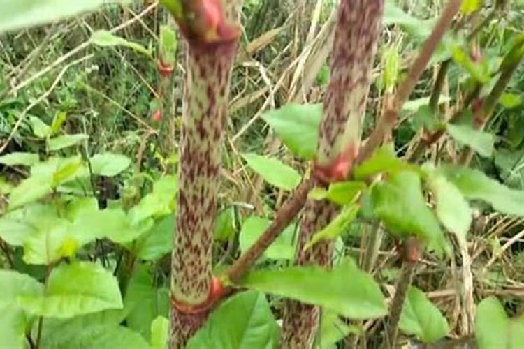 黄腐酸钾复合肥与硫酸钾复合肥哪个效果好？