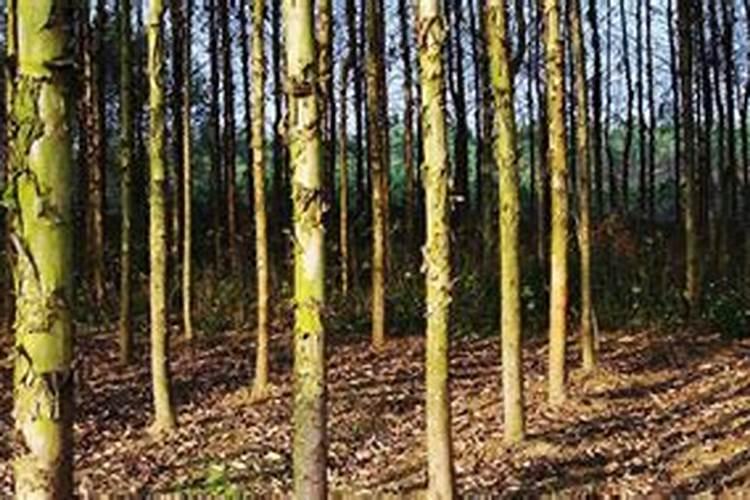 多效唑药害怎么解